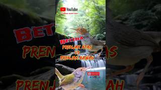 Download lagu Suara Betina prenjak atas vs prenjak bawah #shorts #shortyt #aviarydepanrumah #pancinganprenjakgacor mp3