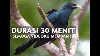 Download lagu Suara Burung Tuwu Untuk Pancingan mp3