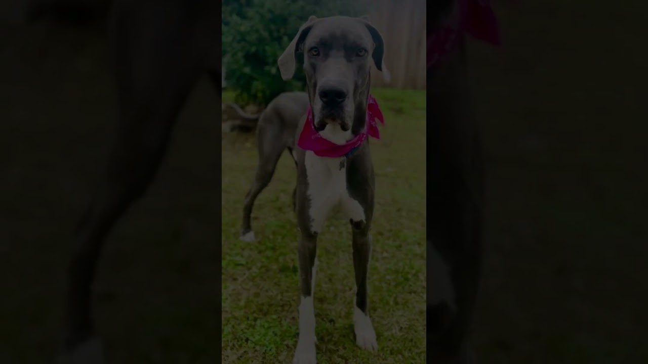 Enlarge Zeus, an adoptable Great Dane in Citrus Heights, CA video 6/6