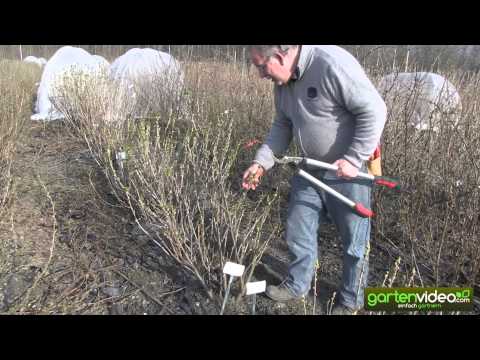 download lagu mp3 mp4 Johannisbeeren Schwarz, download lagu Johannisbeeren Schwarz gratis, unduh video klip Johannisbeeren Schwarz