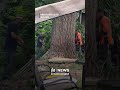 Workers Cut Down Tree It Crashes Onto House In Seconds