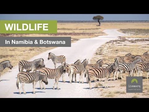 Incredible Wildlife of Botswana and Namibia