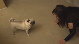 DAY IN THE LIFE OF BOSLEY! | MAMA RUG AND PAPA RUG