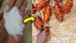 How to get rid of Roaches in your Apartment Fast with just 2 Ingredients