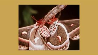 tall friend - termites