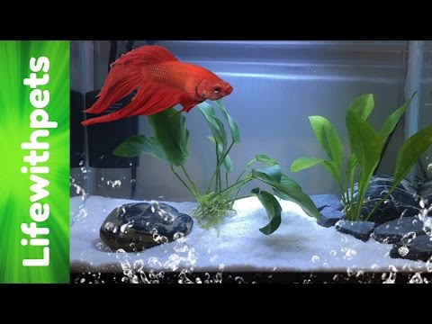 How to set up a Betta fish tank (Basic planted Betta tank)