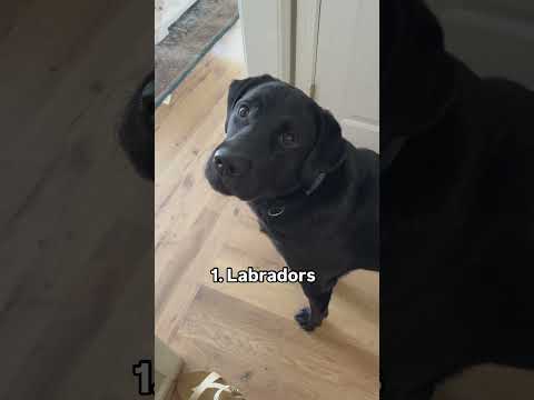 The worlds best dog breed 💯 #dogshorts #blacklab