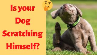Why is your Dog Scratching And Biting Himself? 6 Reasons to Know