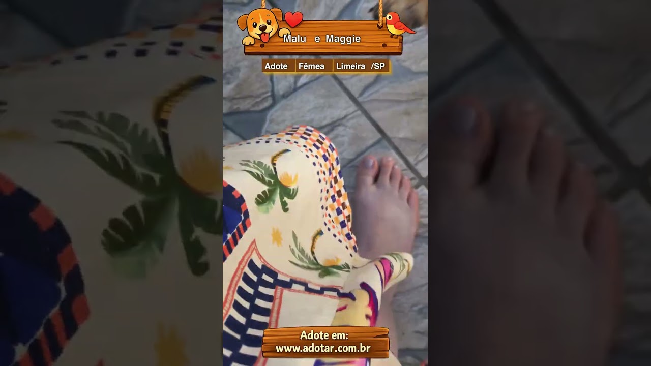 Cachorro raça SRD-ViraLata idade 1 ano nome Malu e Maggie 
