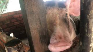 #pig #pigfeed #funnyanimal #animals #farmanimalct #funnyfarmanimal #funnypig #amazingpig #cutepigs