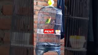 Download lagu Lovebird isian kapas tembak mp3 Download lagu Lovebird isian kapas tembak mp3
