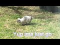 Aww