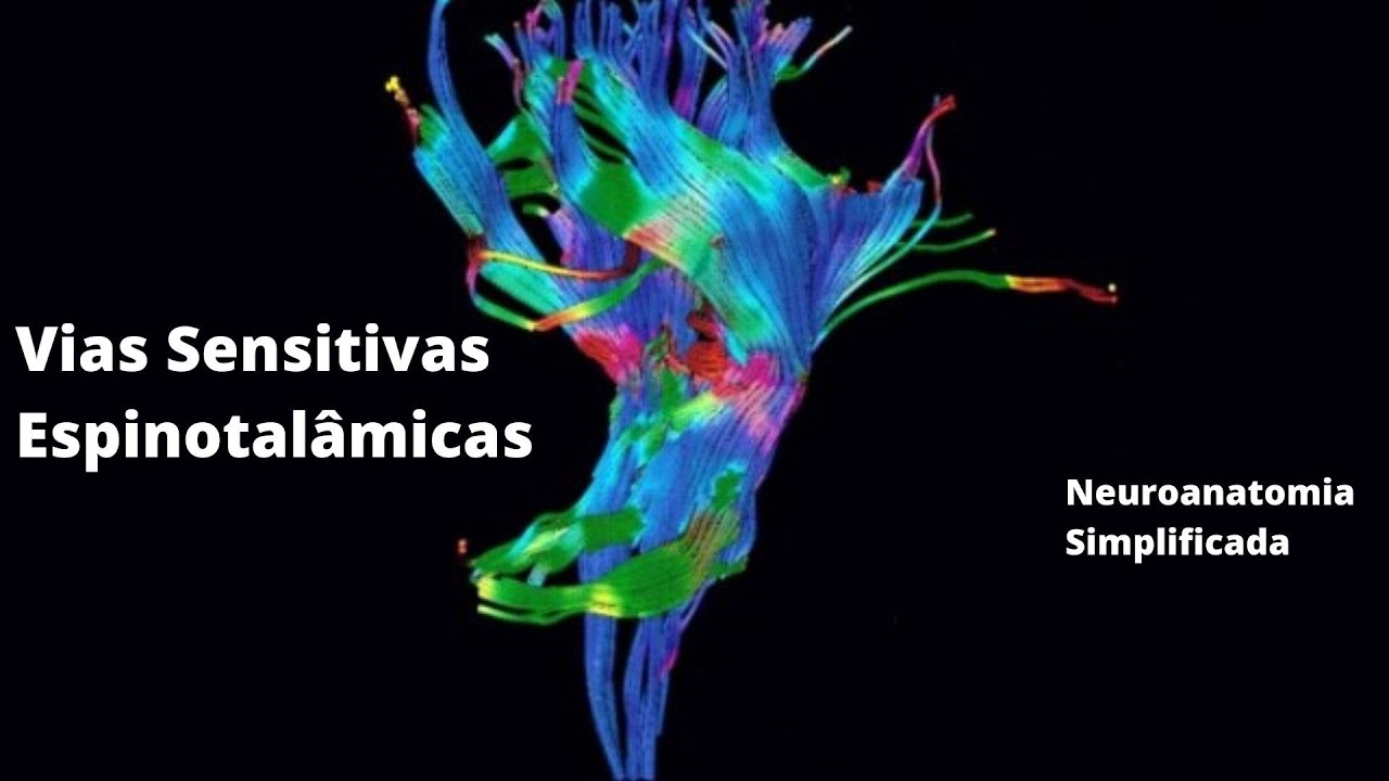 Vias Sensitivas - Espinotalâmicas - Neuroanatomia Simplificada