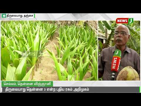 திருவையாறில் தென்னை 3 என்ற புதிய ரகம் கண்டுபிடிப்பு