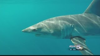 Download lagu Diver Confronted by Monster Mako Shark mp3