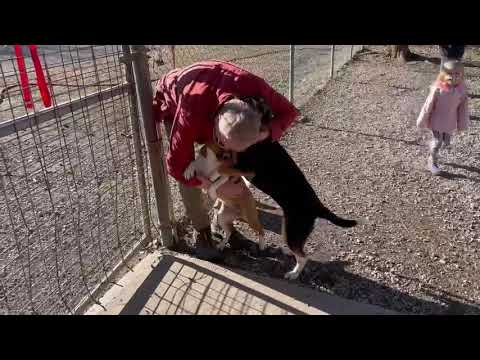 Penny & Precious - PENDING, an adopted Hound & Border Collie Mix in Westport, CT_image-1