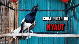 Download lagu kacer gacor NGEPLONG tarung ini paling ampuh buat PANCINGAN KACER agar EMOSI NYAUT mp3