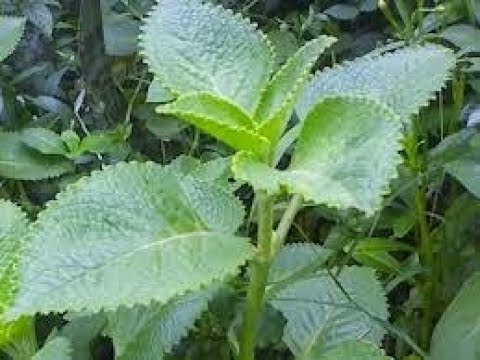 Kekuatan untuk meningkatkan potensi dan testosteron pada pria Besar kontol merobek lubang kecil