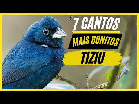 TOP 7: Cantos De "Tiziu" MAIS BONITOS e MELHORES - Conheça Agora!