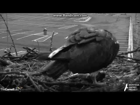 Hellgate Osprey Have a Rude Wake Up This Morning, June 17 2018
