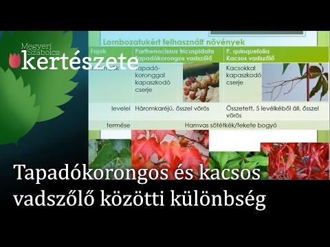 Vadszőlők közötti különbség