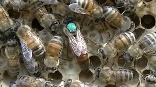 Urban Beekeeping: Lots of honey and still more bees