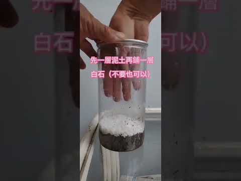 睡蓮葉子繁殖