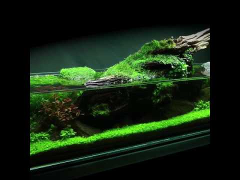 Simplicity Aquascape Preview (full video coming soon!)