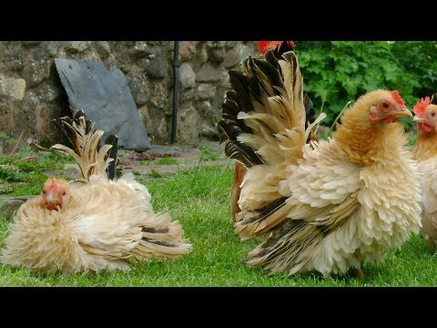 Frizzle Chickens — docile lawn ornaments