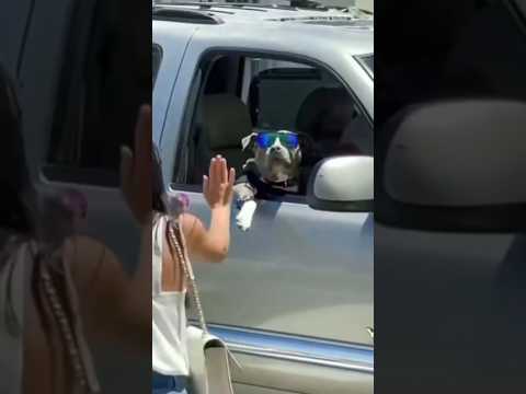 A Dog With Incredible Social Skills 😱