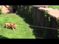 Lincolnpark Zoo Lion Climbing Moat 6 2015