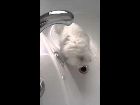 Rayna drinking in the tub