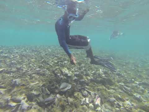 De små fisk bliver fodret 🐠