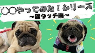 爆笑！初チャレンジの結果はいかに…！? [PUG LIFE/パグ]やってみた編⑴