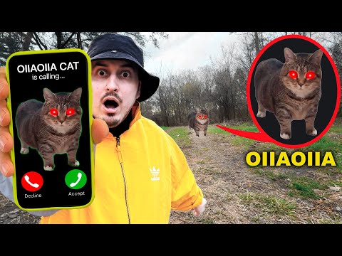 OIIAOIIA CAT is Calling NIKPIG - Spinning Cat Meme Remix 2025 (comedy parody)