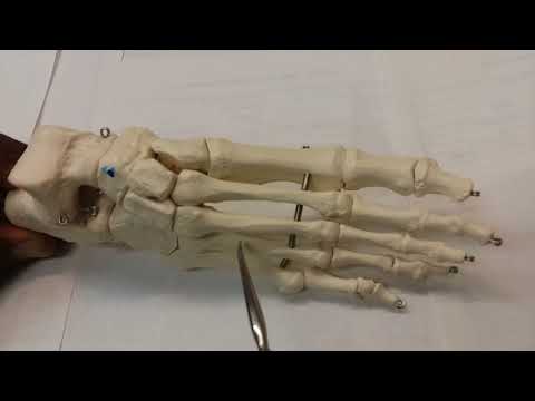 Foot Bones