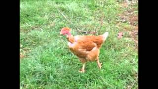 poule mes poules, Henri Des