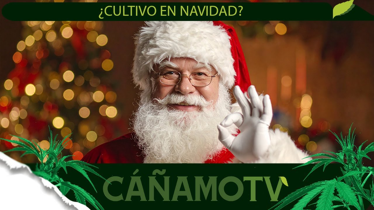 ¿CULTIVO EN NAVIDAD? ¿Es posible tanto en EL NORTE como en EL SUR? 🖋 LO ANALIZAMOS 💡 Mars Hydro