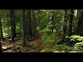 Nature Whatsapp Status 2022 Jungle Video Drone Video Pb06naturestatusworld64