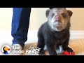 Rescued Baby Black Bear Slowly Falls In Love With His New Friend The Dodo Little But Fierce