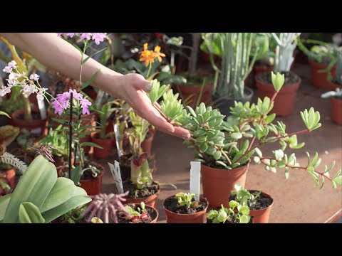 Weird and Wacky Houseplants with Araflora — Plant One On Me — Ep 072