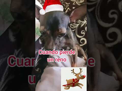 De que sufre Santa Claus cuando pierde un reno 🤣