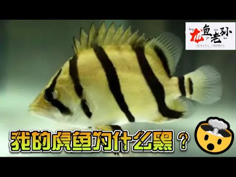 虎魚
