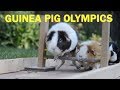Guinea Pig Olympics - Parry Gripp