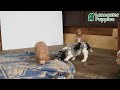 Standard Poodle dogs for sale: Tessa - Video 1