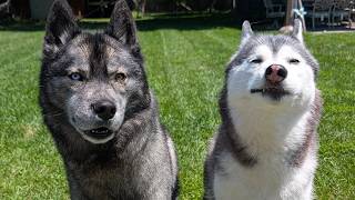 The Boys Go Play, And The Dogs And I Do What?