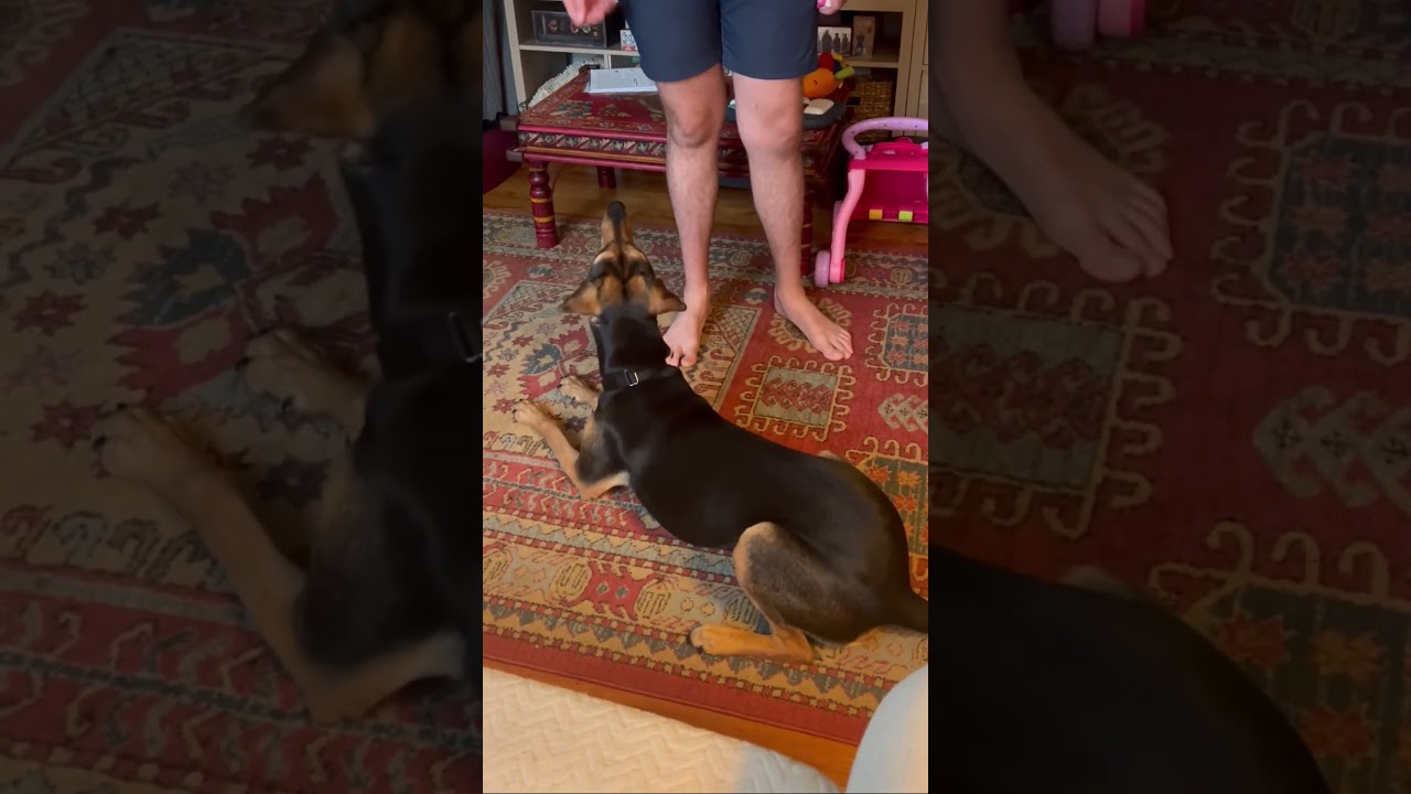 Enlarge Rey, a Adoptable mixed breed in Medford, MA video 6/6