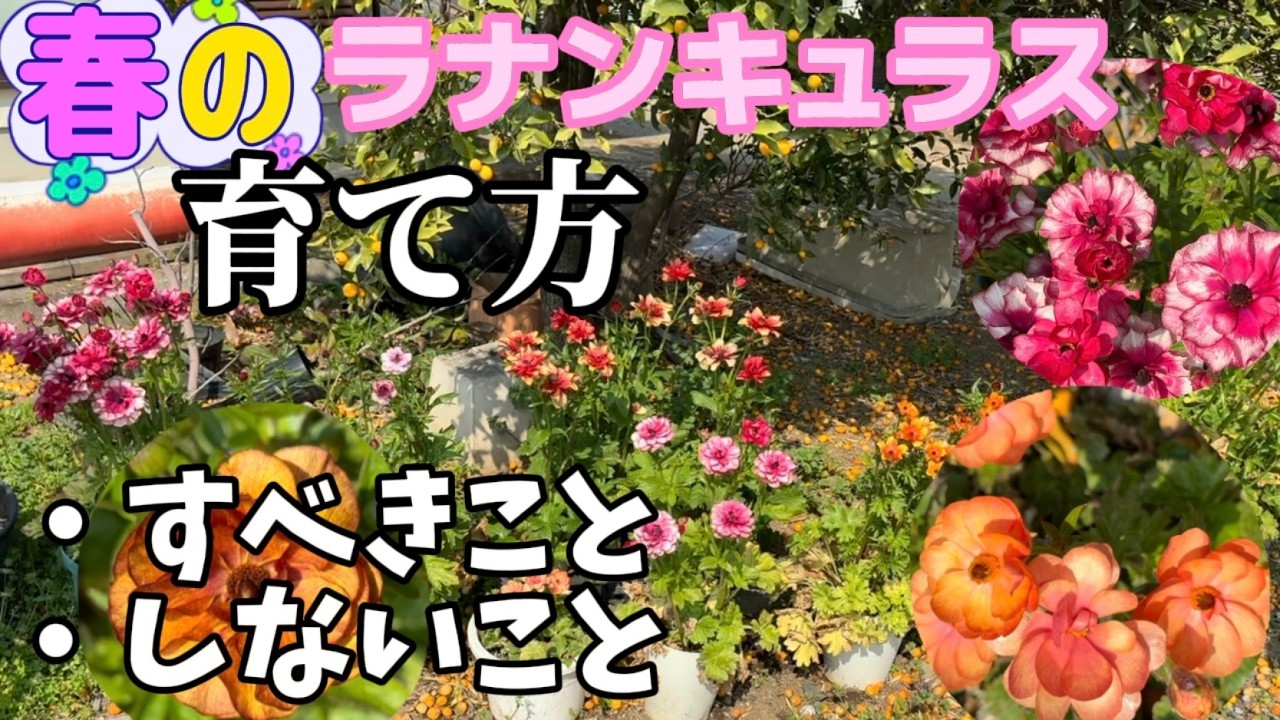 春のラナンキュラスの育て方【ラナンキュラスラックス】【ランドセルシリーズ】【園芸のぶチャンネル】