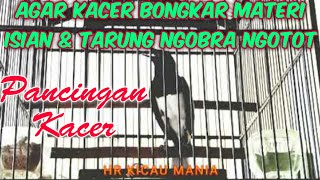 Download lagu Pancingan Kacer Agar Bongkar Materi Isian & Tarung Ngobra Ngotot mp3 Download lagu Pancingan Kacer Agar Bongkar Materi Isian & Tarung Ngobra Ngotot mp3