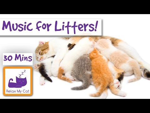 Music for New Litters of Kittens and their Mums! Soothing Music for New Cat Mums and their Babies